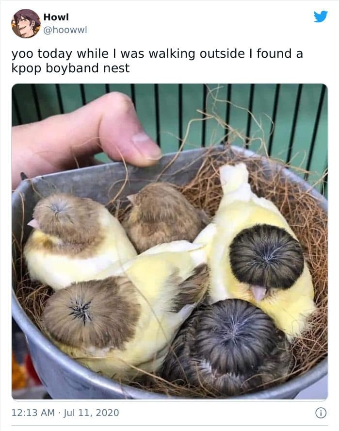 30 Great Bird Memes That Show Just How Superior Birds Are