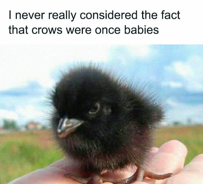 30 Great Bird Memes That Show Just How Superior Birds Are