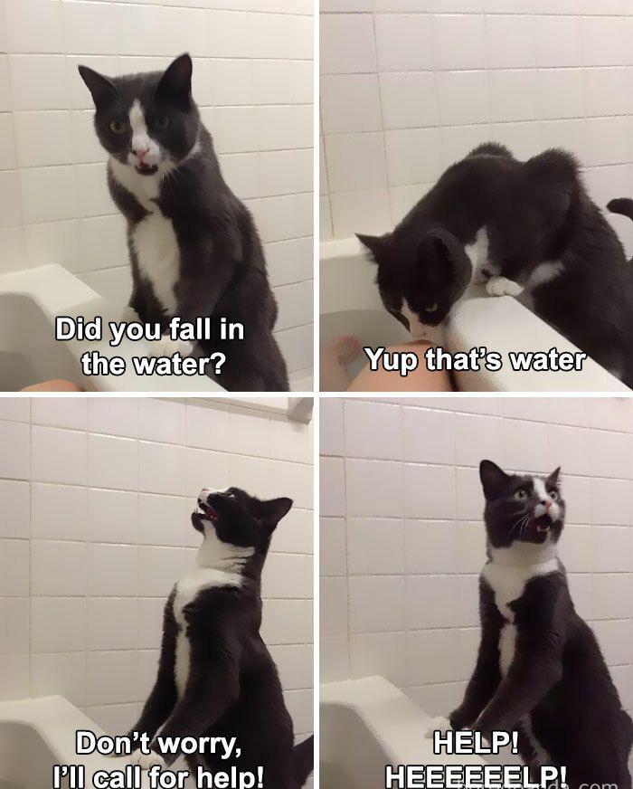 30 Adorable Cat Memes For You To Enjoy