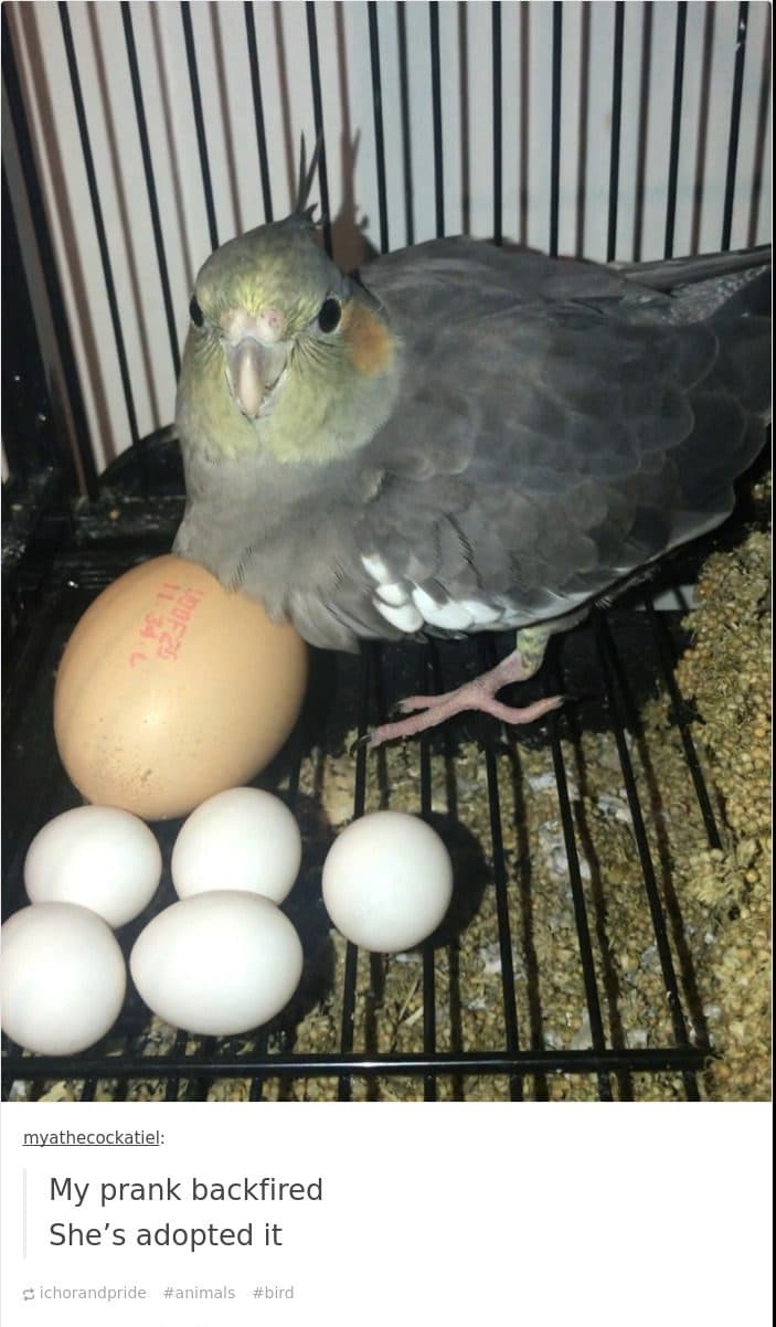 30 Great Bird Memes That Show Just How Superior Birds Are