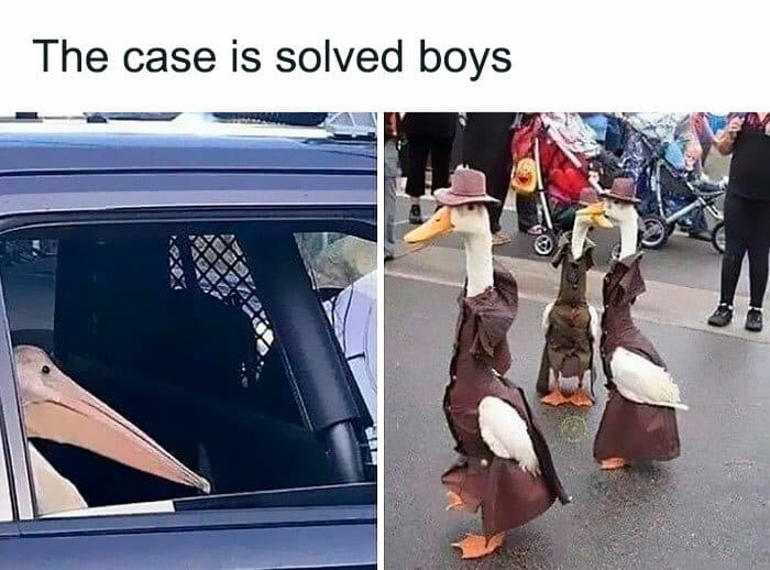 30 Great Bird Memes That Show Just How Superior Birds Are