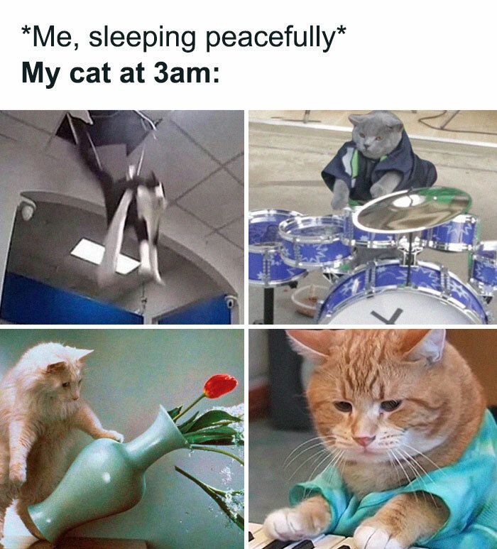 30 Adorable Cat Memes For You To Enjoy
