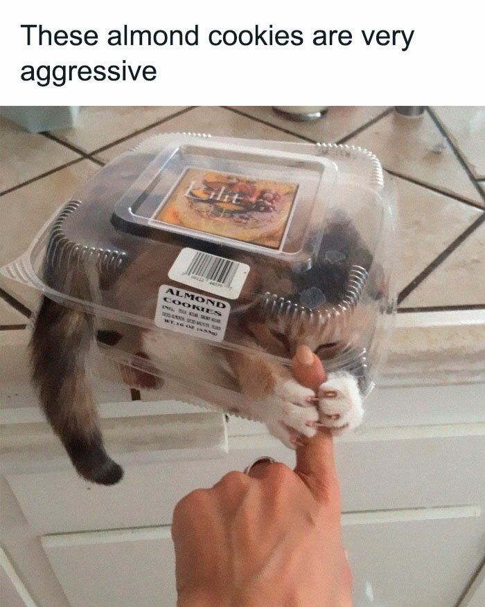 30 Adorable Cat Memes For You To Enjoy