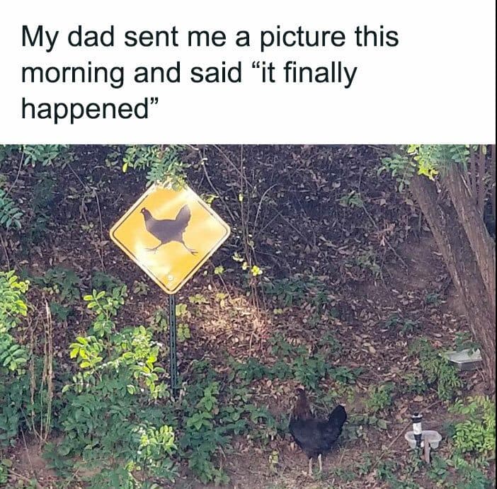 30 Great Bird Memes That Show Just How Superior Birds Are