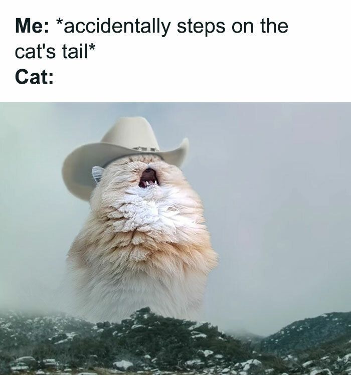 30 Adorable Cat Memes For You To Enjoy