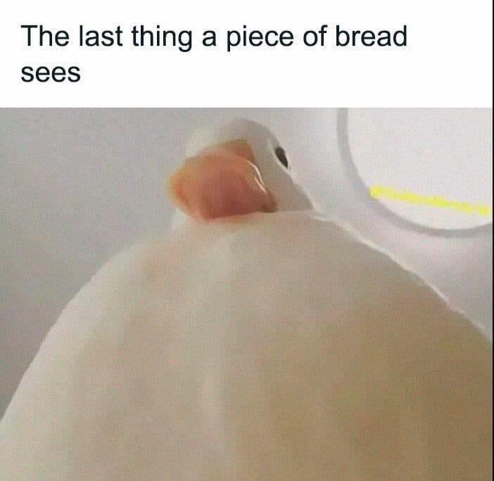30 Great Bird Memes That Show Just How Superior Birds Are