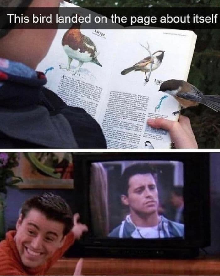 30 Great Bird Memes That Show Just How Superior Birds Are 