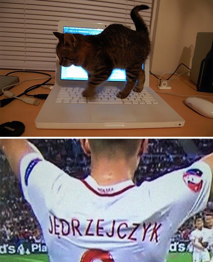 30 Adorable Cat Memes For You To Enjoy
