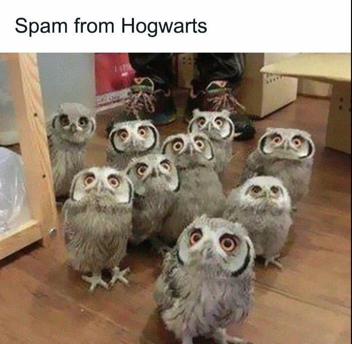 30 Great Bird Memes That Show Just How Superior Birds Are