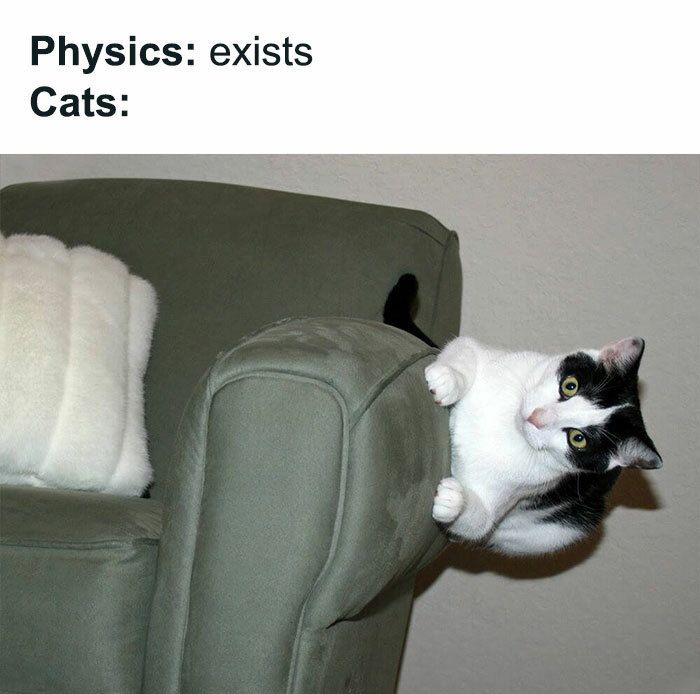 30 Adorable Cat Memes For You To Enjoy