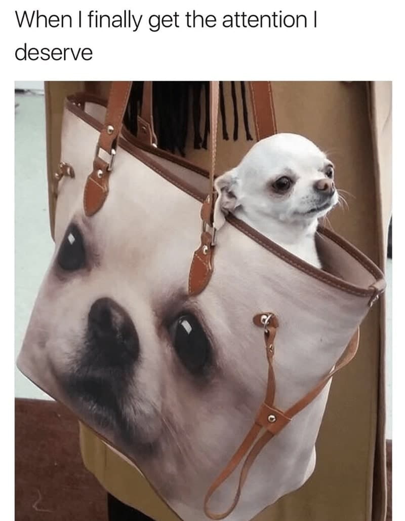 30 Excellent Dog Memes To Make Your Day Better