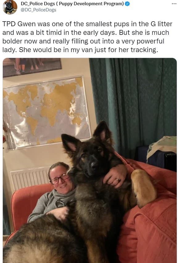 30 Excellent Dog Memes To Make Your Day Better