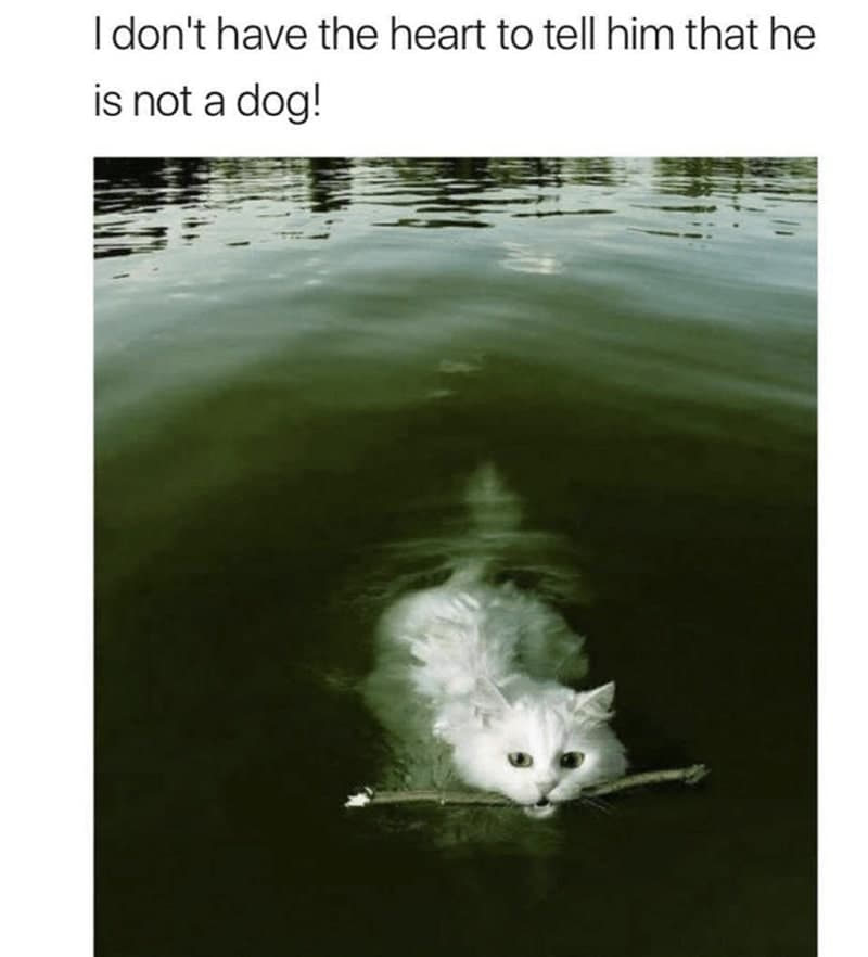 30 Excellent Cat Memes For All The Cat Lovers
