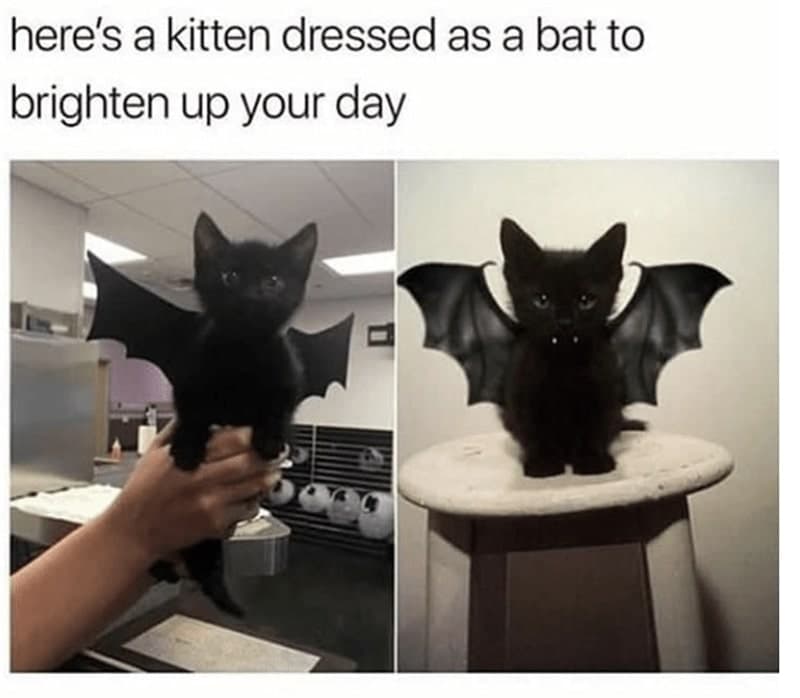 30 Excellent Cat Memes For All The Cat Lovers