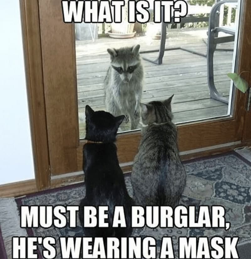 30 Excellent Cat Memes For All The Cat Lovers