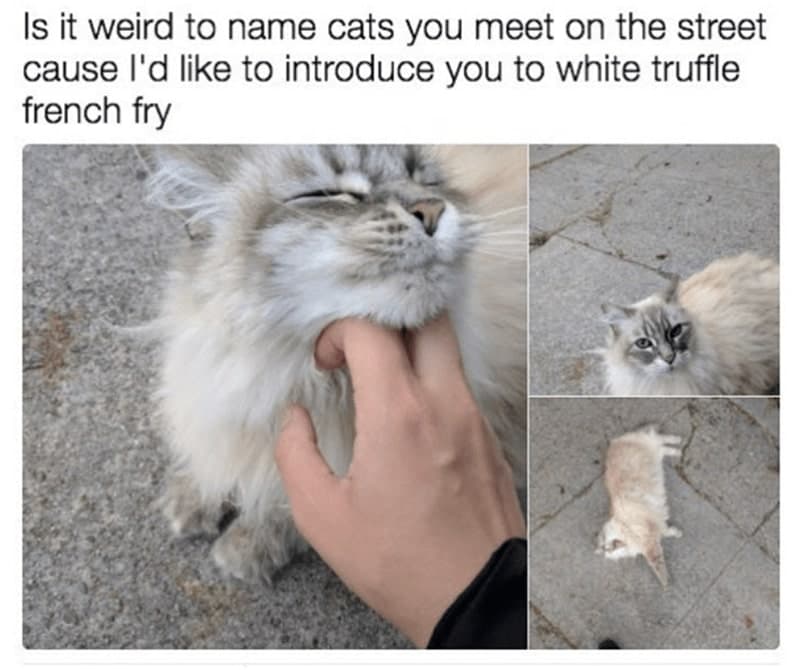 30 Excellent Cat Memes For All The Cat Lovers