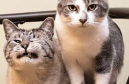 30 Excellent Cat Memes For All The Cat Lovers