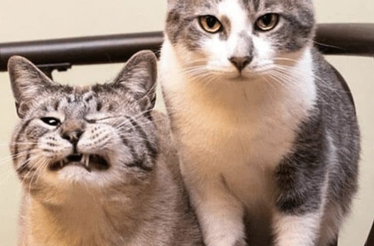 30 Excellent Cat Memes For All The Cat Lovers