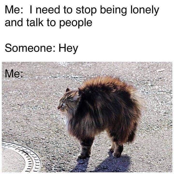 30 Excellent Cat Memes For All The Cat Lovers