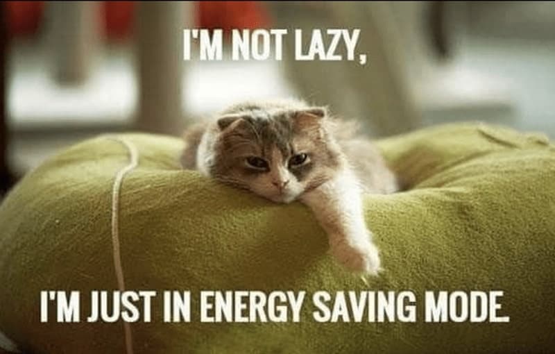 30 Excellent Cat Memes For All The Cat Lovers