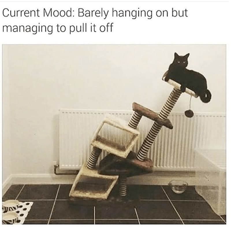 30 Excellent Cat Memes For All The Cat Lovers
