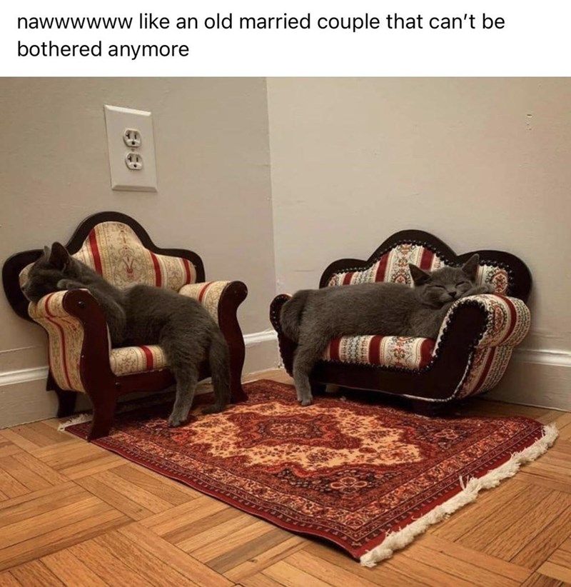 31 Absolutely Funny Animal Memes&Nbsp;