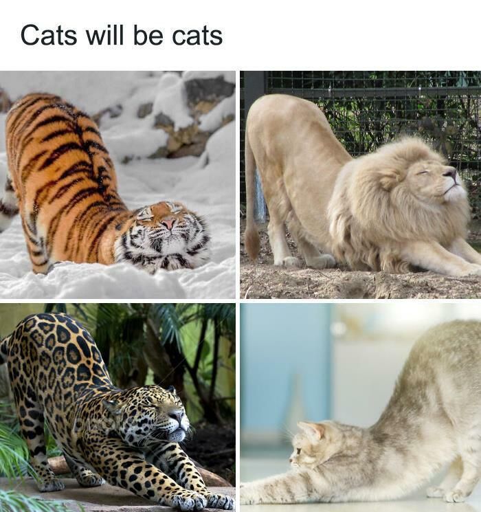 30 Adorable Cat Memes For You To Enjoy