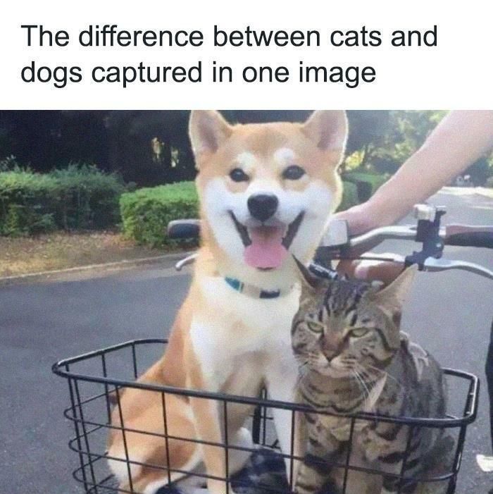 30 Adorable Cat Memes For You To Enjoy