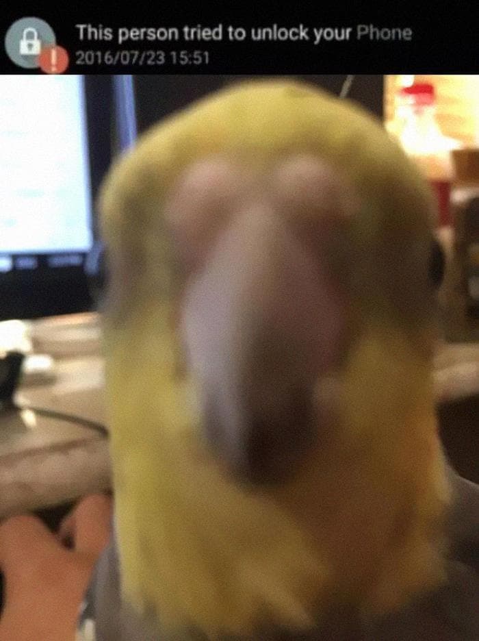 30 Great Bird Memes That Show Just How Superior Birds Are 