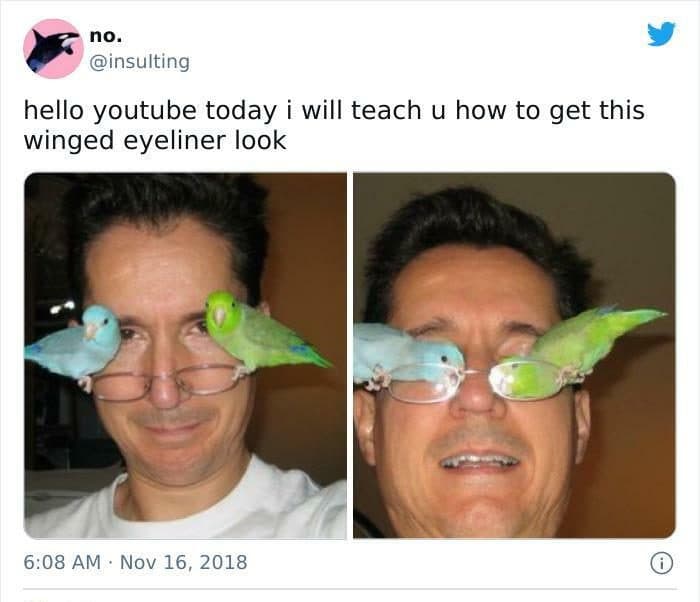 30 Great Bird Memes That Show Just How Superior Birds Are