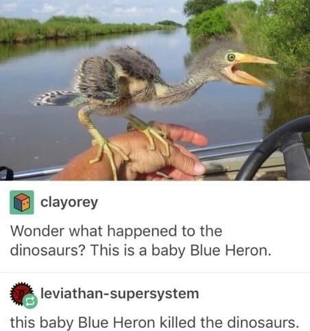 31 Absolutely Funny Animal Memes&Nbsp;