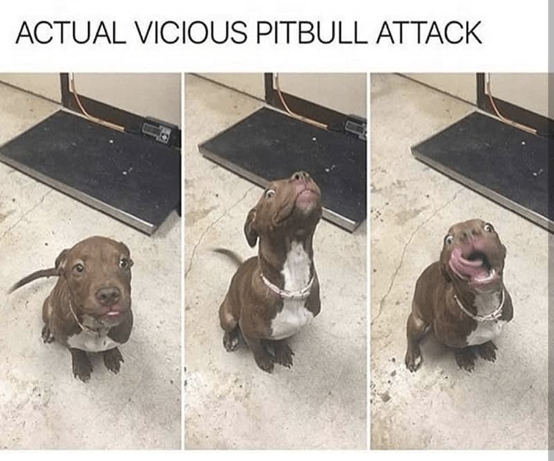 30 Excellent Dog Memes To Make Your Day Better