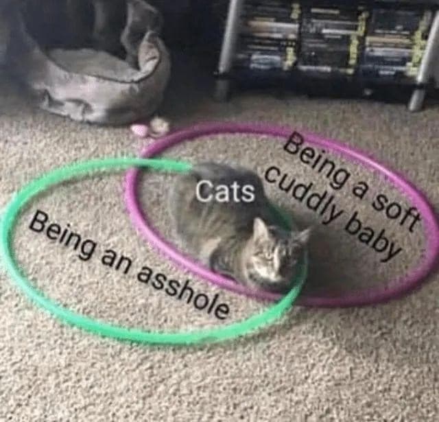 30 Excellent Cat Memes For All The Cat Lovers