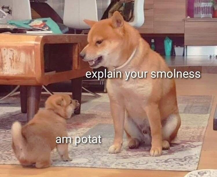 31 Absolutely Funny Animal Memes&Nbsp;