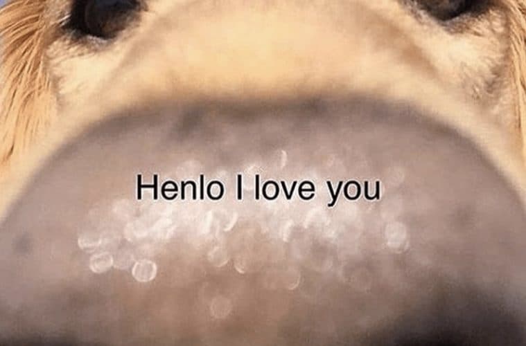 30 Excellent Dog Memes To Make Your Day Better