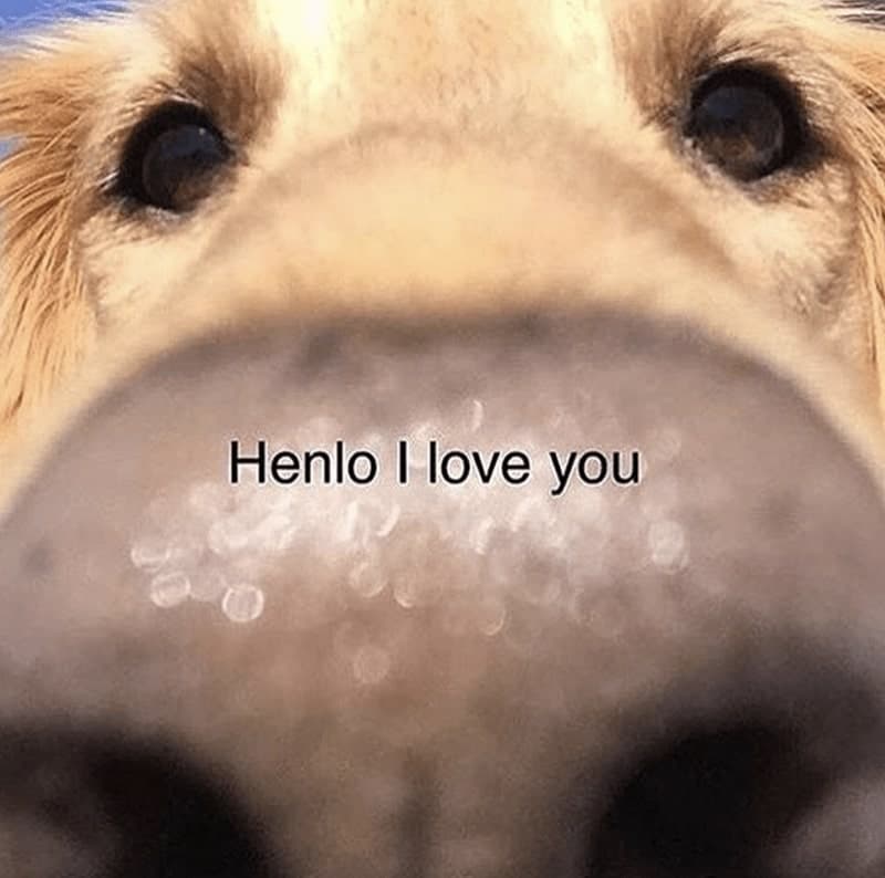 30 Excellent Dog Memes To Make Your Day Better