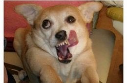 31 Absolutely Funny Animal Memes 