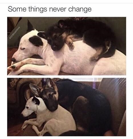 31 Absolutely Funny Animal Memes&Nbsp;