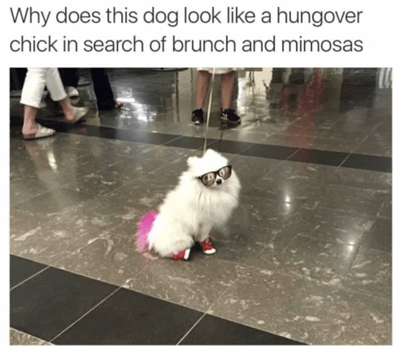 30 Excellent Dog Memes To Make Your Day Better