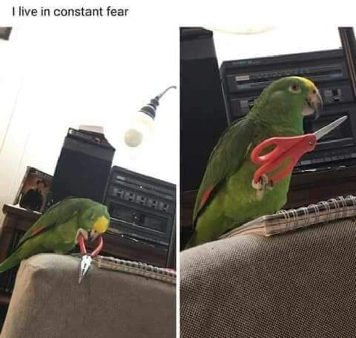 30 Great Bird Memes That Show Just How Superior Birds Are 