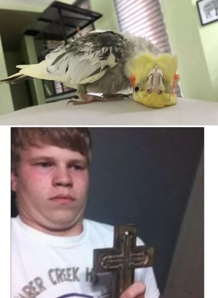 30 Great Bird Memes That Show Just How Superior Birds Are 