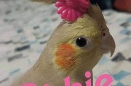 30 Great Bird Memes That Show Just How Superior Birds Are