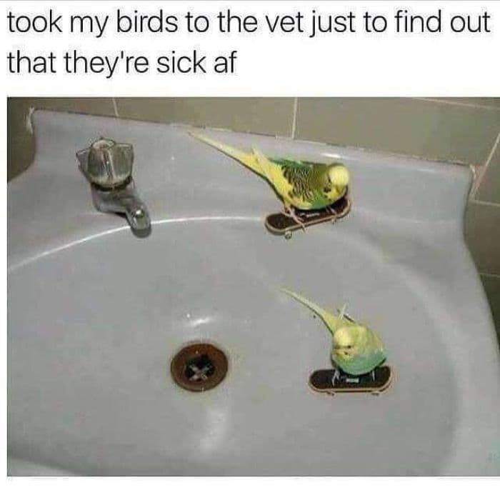 30 Great Bird Memes That Show Just How Superior Birds Are 