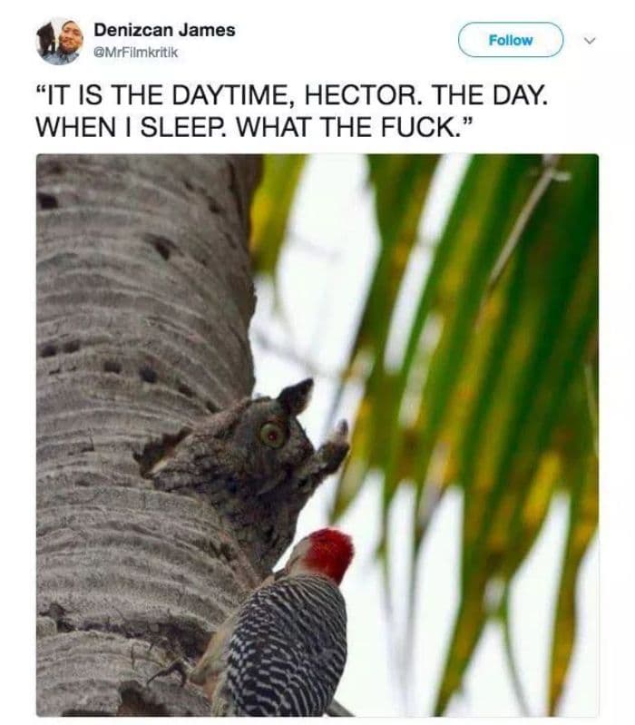 30 Great Bird Memes That Show Just How Superior Birds Are 
