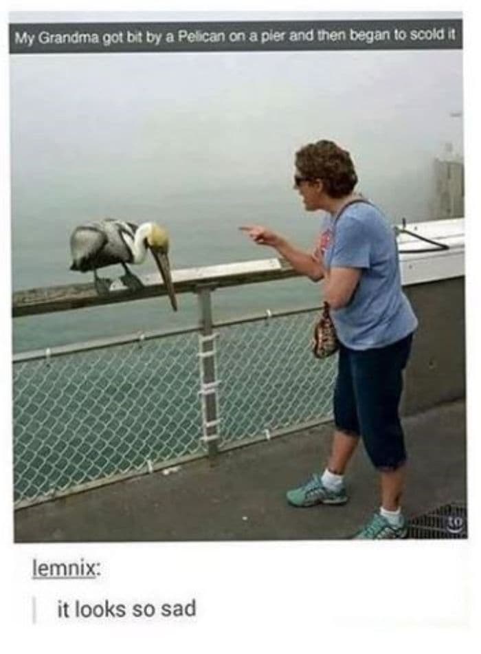 30 Great Bird Memes That Show Just How Superior Birds Are 