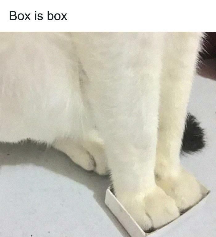 30 Adorable Cat Memes For You To Enjoy