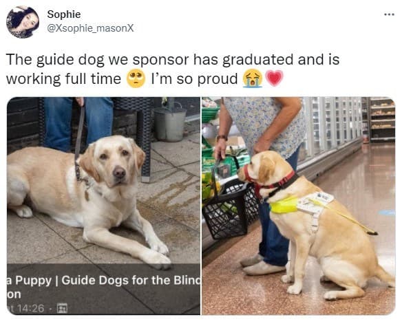 30 Excellent Dog Memes To Make Your Day Better