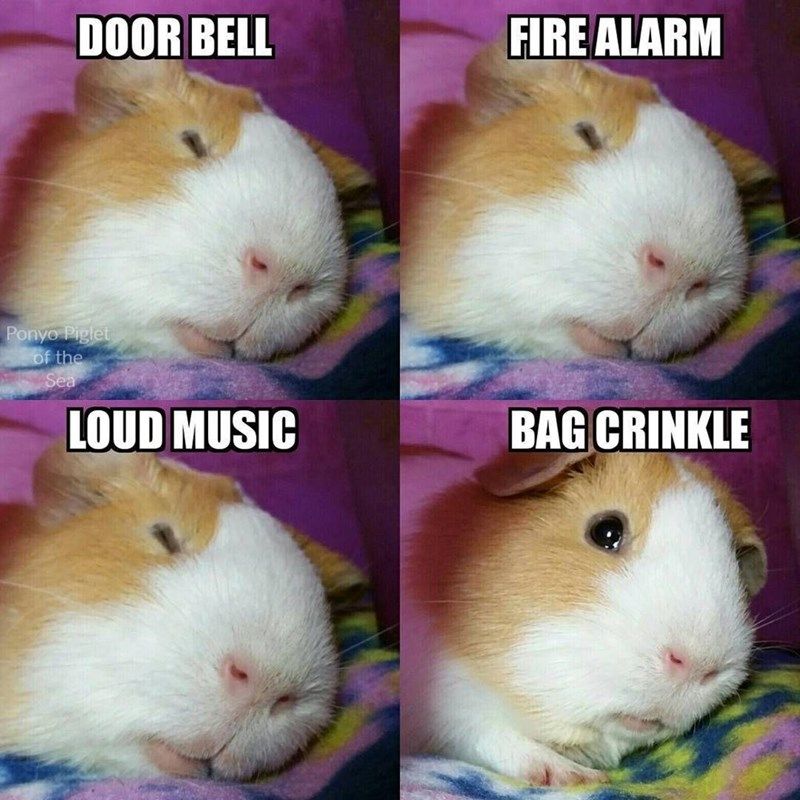 31 Absolutely Funny Animal Memes&Nbsp;