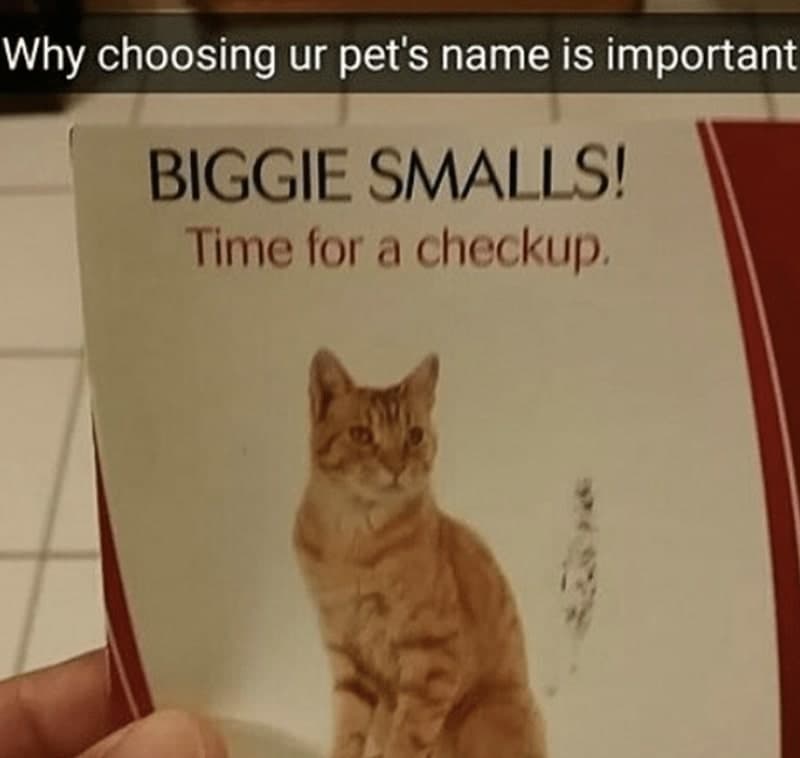 30 Excellent Cat Memes For All The Cat Lovers