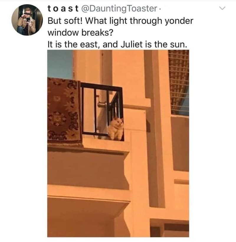 30 Excellent Cat Memes For All The Cat Lovers
